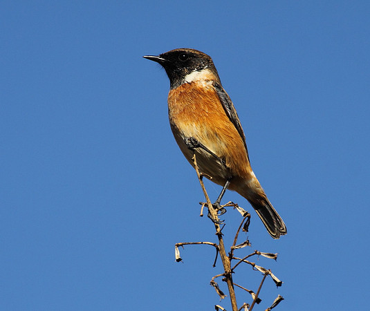 Stonechat