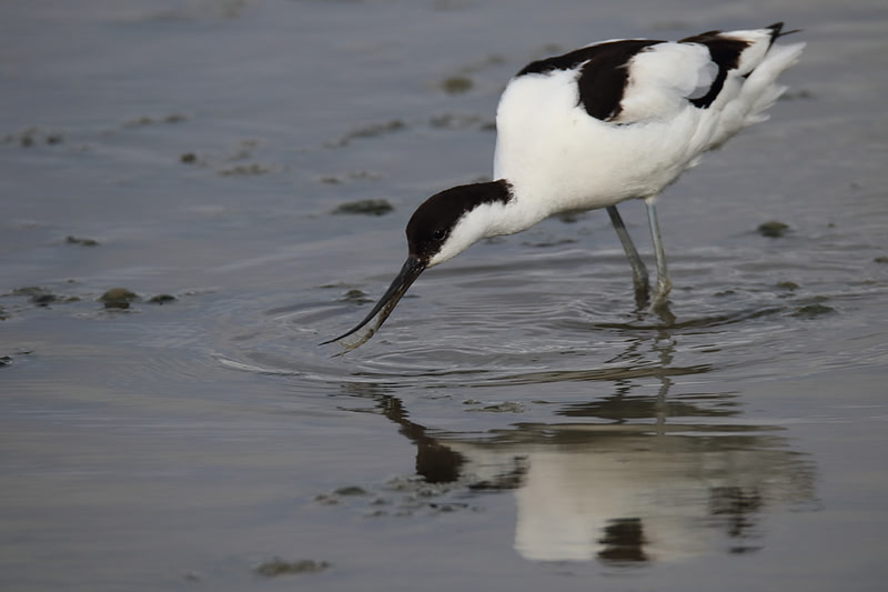 Avocet