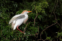 Cattle Egret