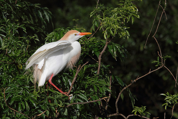 Cattle Egret