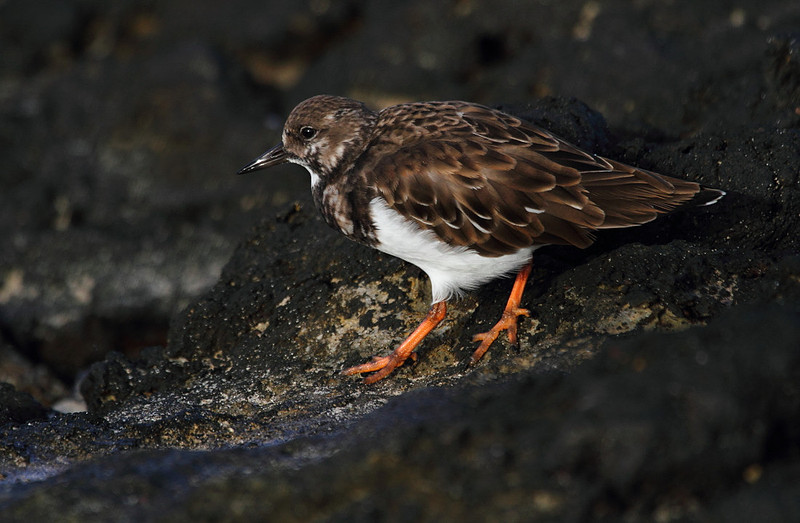 Turnstone