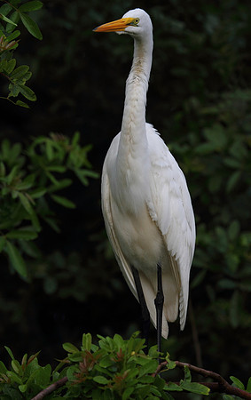 Great Egret
