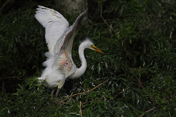 Great Egret - first time out of nest