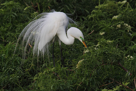 Great Egret