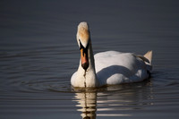 Mute Swan