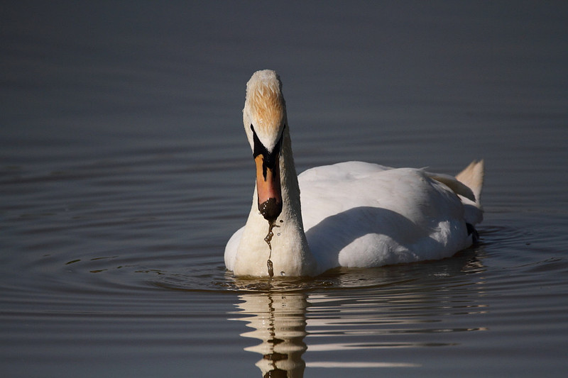 Mute Swan