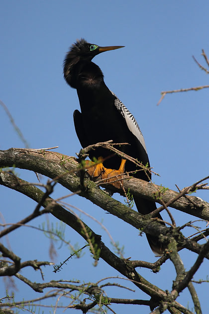 Anhinga