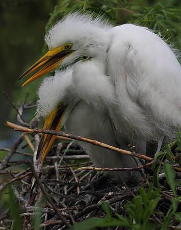 Great Egret chicks