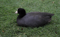 American Coot