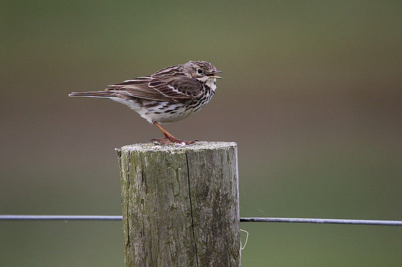 Meadow Pipit