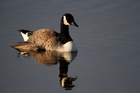 Canada Goose