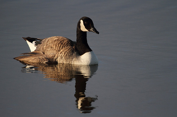 Canada Goose