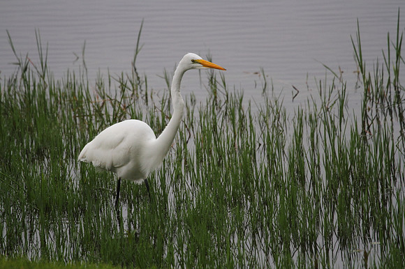 Great Egret