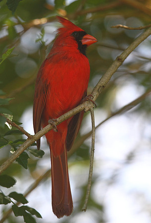 Northern Cardinal