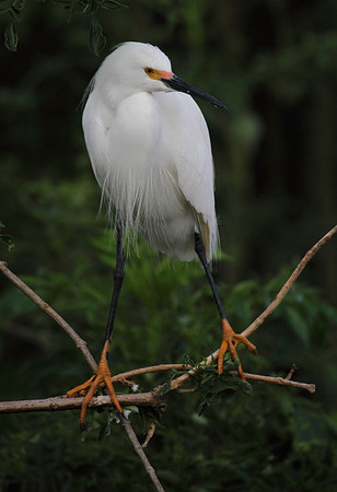 Snowy  Egret