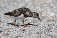 Ruddy Turnstone
