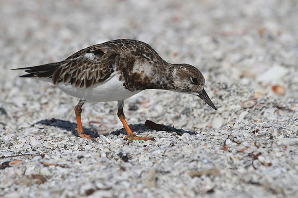 Ruddy Turnstone