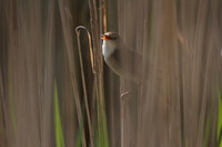 Reed Warbler