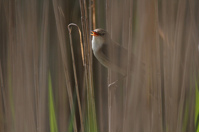 Reed Warbler