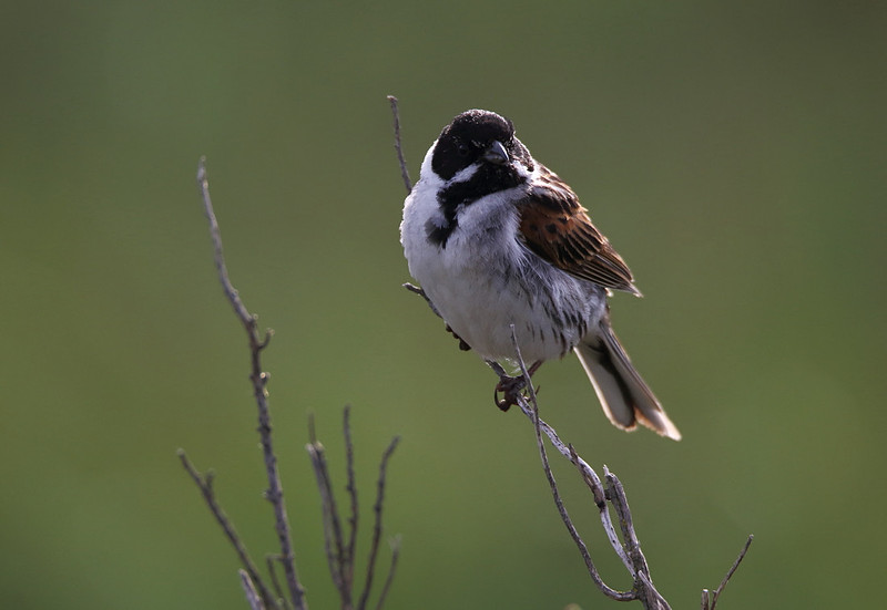 Male Reed Bunting