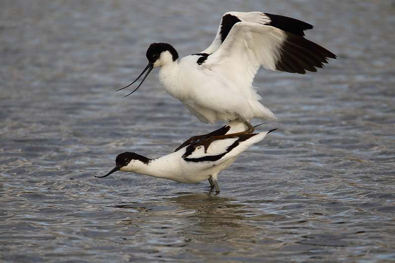 Avocets mating
