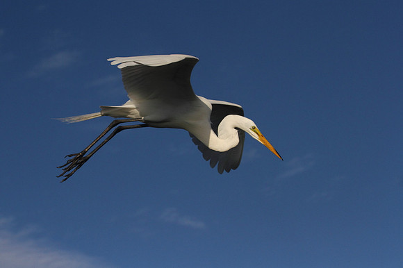 Great Egret
