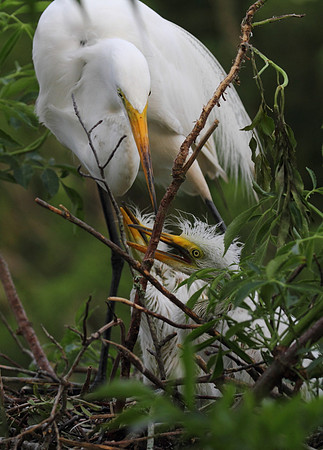 Great Egret with chicks