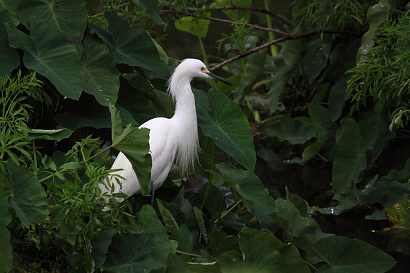 Snowy  Egret