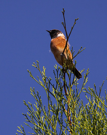 Stonechat