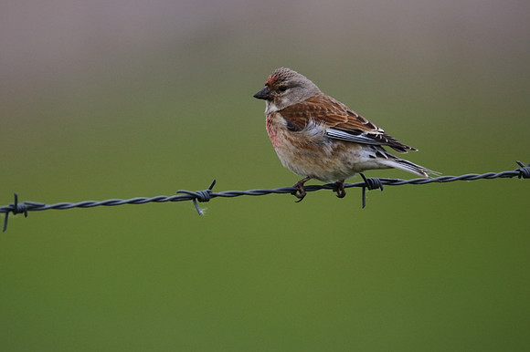 Linnet