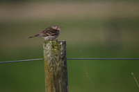 Meadow Pipit