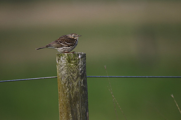 Meadow Pipit