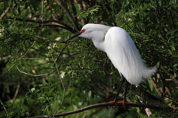 Snowy  Egret