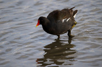 Moorhen