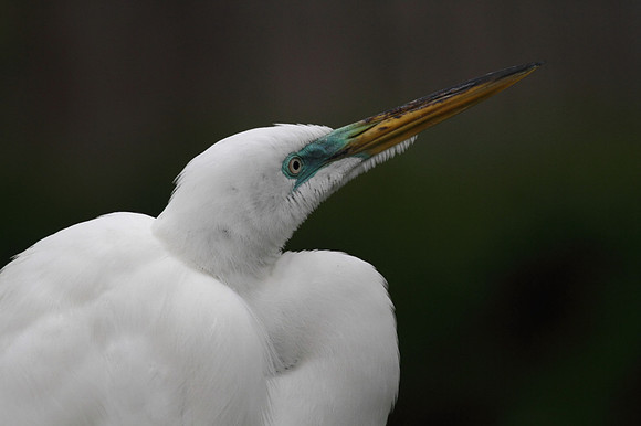 Great Egret