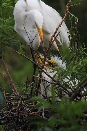 Great Egret with chicks