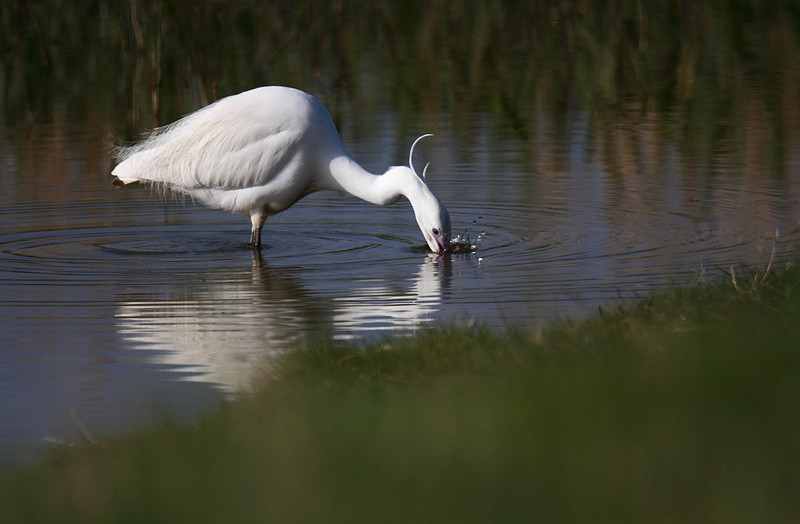 Little Egret