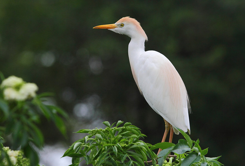 Cattle Egret