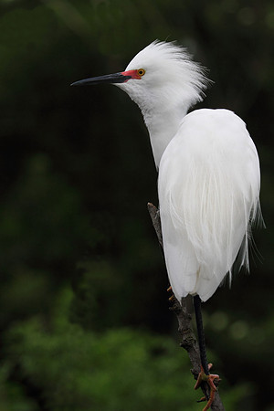 Snowy  Egret