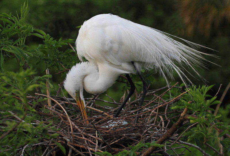 Great Egret on nest