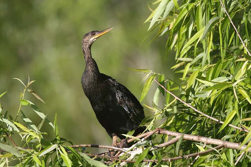 Anhinga