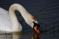 Mute Swan