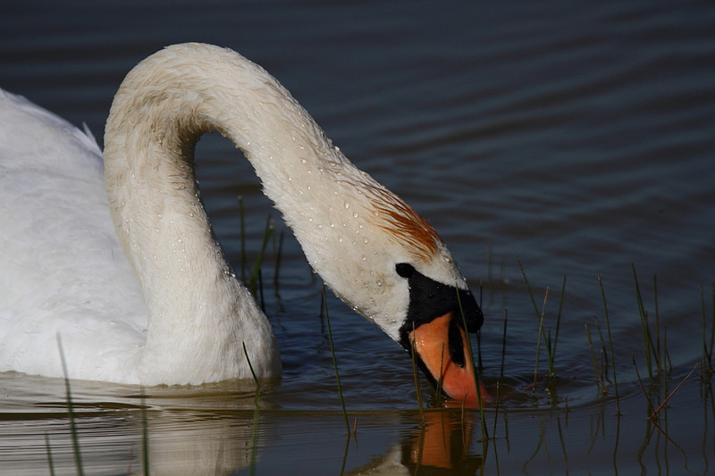 Mute Swan