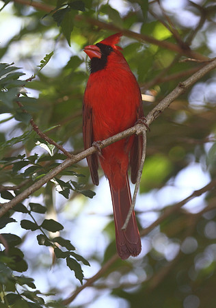 Northern Cardinal