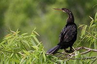 Anhinga