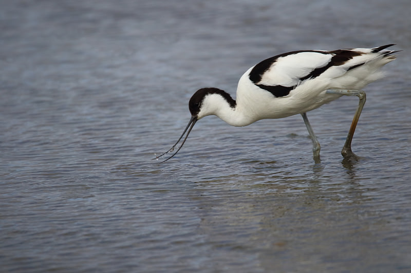 Avocet