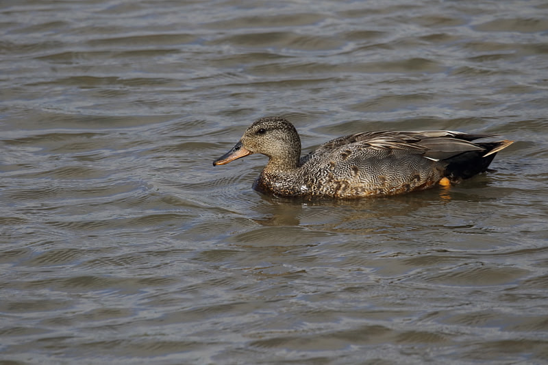 Gadwall