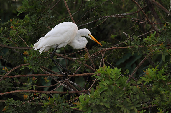 Great Egret