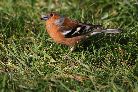 Male Chaffinch