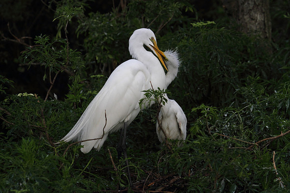 Great Egret with young